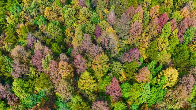 印江：万亩枫林绘就初冬绚烂画卷