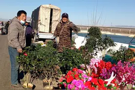 新春走基层丨卖花农民看上“年货经济”，带起200多人的“卖花大军”图片