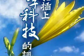 “城”势而上丨当黄花插上数字科技的翅膀图片