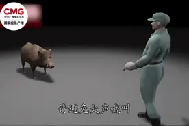 陕西通报“野猪伤人致死”事件！致害26个省份，遇到野猪怎么办？图片