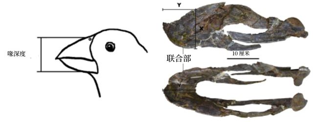 灵魂干饭“龙”从来不挑食？它的秘密全都写在下巴上了！
