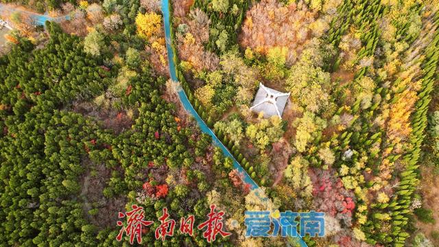 一年四季 泉在济南丨鲍山公园初冬限定美景 层林尽染如铺展天然画卷