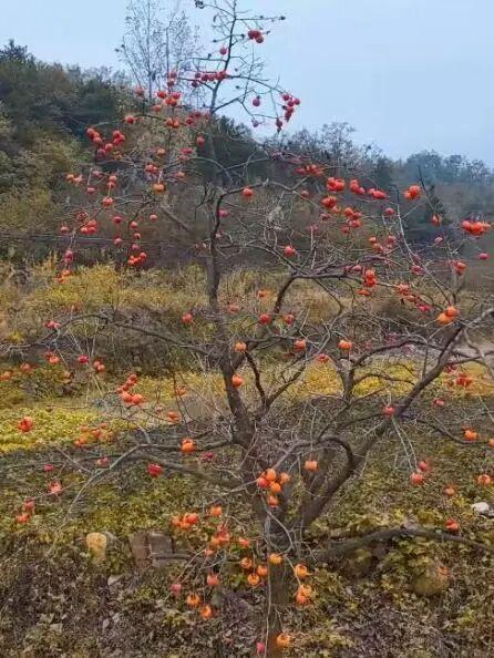 初冬高饱和度美景，还得看洛阳！
