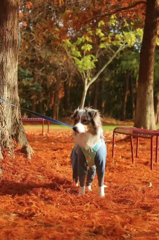 域见上海·域见奉贤｜海湾国家森林公园最新红杉实拍已送达，还有更多攻略等你来看！