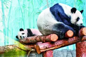 从熊猫到汉语：俄罗斯民众的“中国缘”图片