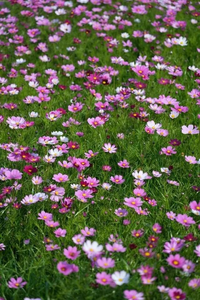 大寒游清城：红杉、花海、甜果，品尽冬日三味