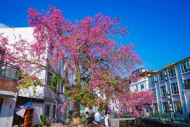 7000㎡粉黛花海+ “粉色童话世界”！深圳秋天必打卡→