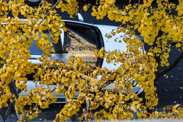 局门路百米银杏长廊热度飙升，找到这个隐藏打卡机位分分钟拍出金秋绝美大片