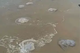 千万别碰！有剧毒！严重可致死！图片