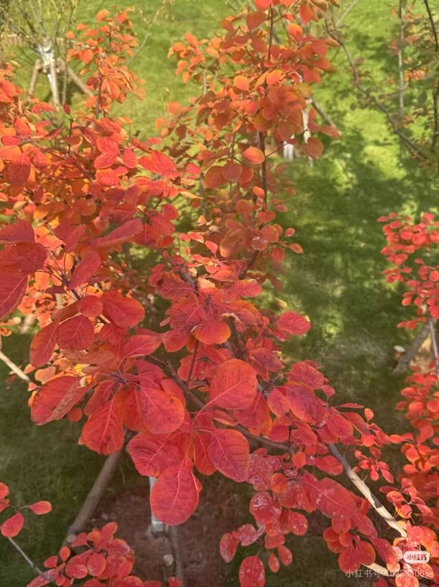 看！市北的深秋落在了地上！快来捡个秋