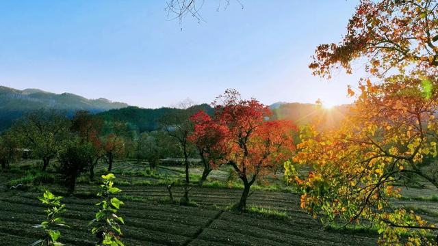 出片率100%！湖北的秋天太卷了