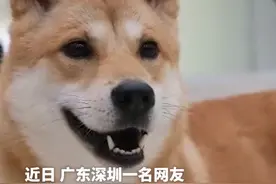 评论丨悬赏5万的走失宠物狗遭分食？拷问道德莫如完善规则图片