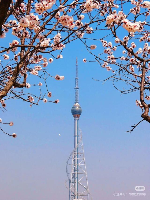 想把临沂的春天打包送给你，临沂最全赏花攻略来了