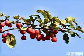 红彤彤的海棠果挂满枝头，为岛城秋色添彩图片