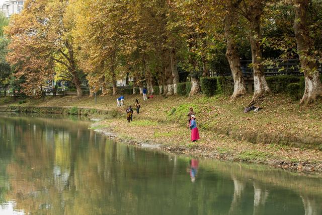 成都冬日梧桐叶美景上线 驷马桥沙河河畔梧桐颜色正好