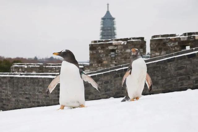 听，秦淮雪落下的声音