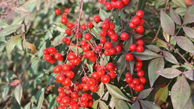 长宁家门口的“宝藏”绿道，运动赏景两不误！