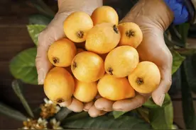 这种南方人心中的宝藏水果，高甜低糖还护眼！但这个部位不能吃！图片