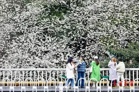 组图 | 樱花绽放春正浓图片