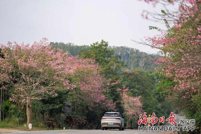 美丽异木棉迎冬绽放 扮靓环热带雨林国家公园旅游公路