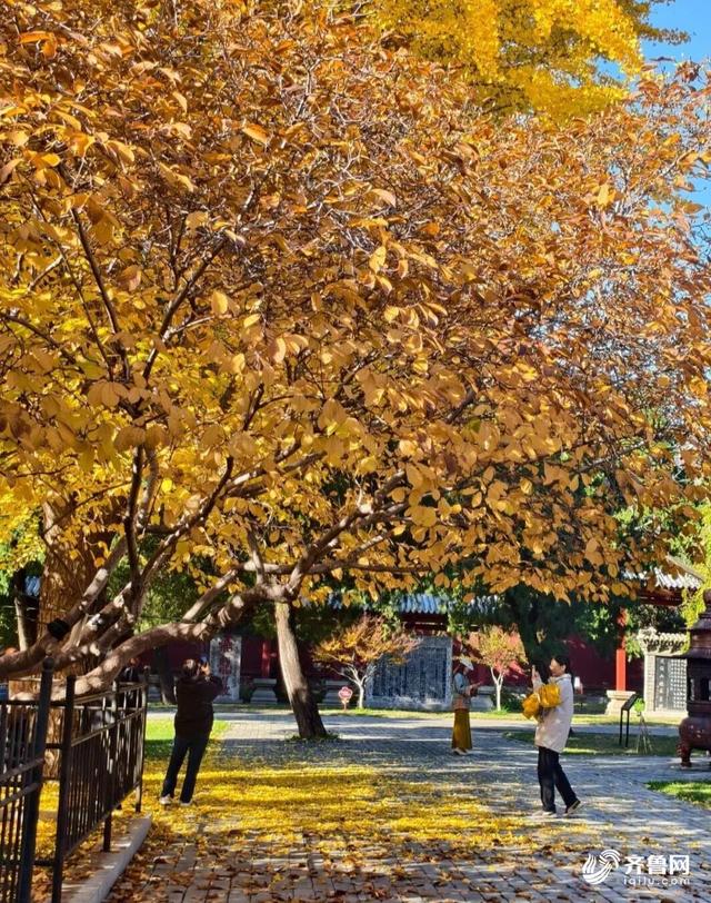 组图丨一大波美图来袭！泰山景区9个赏秋地超出片