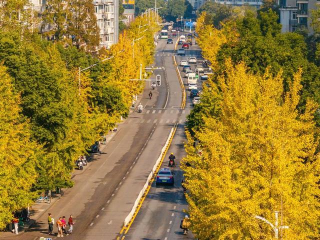 武昌首义路犹如铺上黄金毯，“落叶缓扫”留住江城秋日诗意