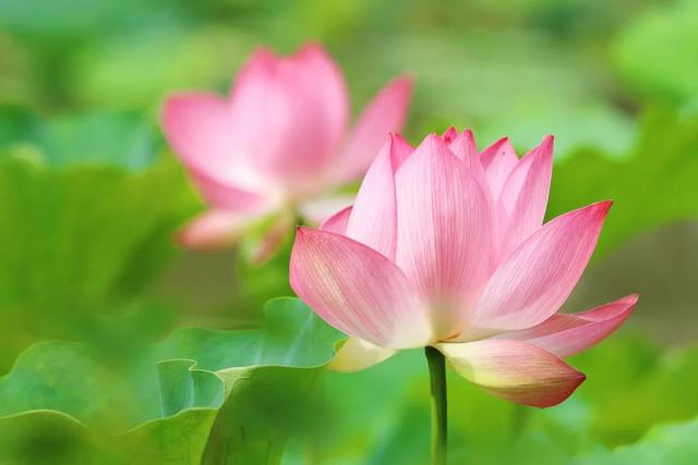紫薇花海、200000㎡荷花池……在上海这个公园开启浪漫赏花之旅→