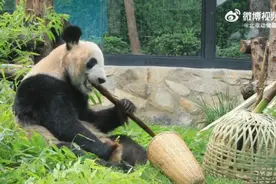 北京动物园大熊猫“丫丫”萌态十足，午后用餐视频曝光！图片