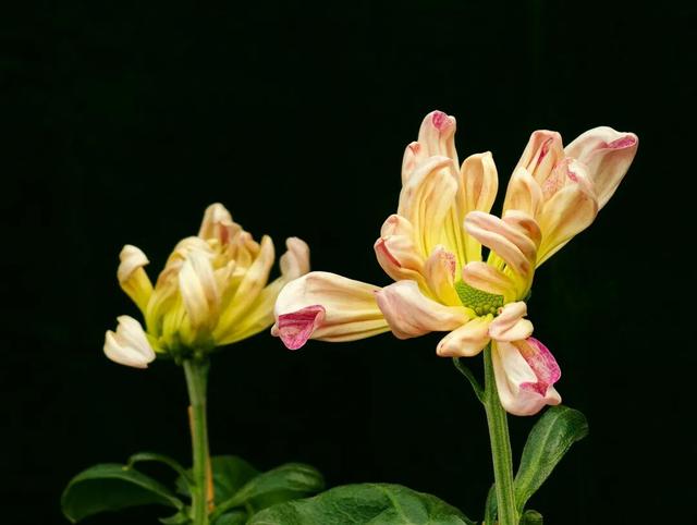 限时开启！花展进行中，还可以带回家→