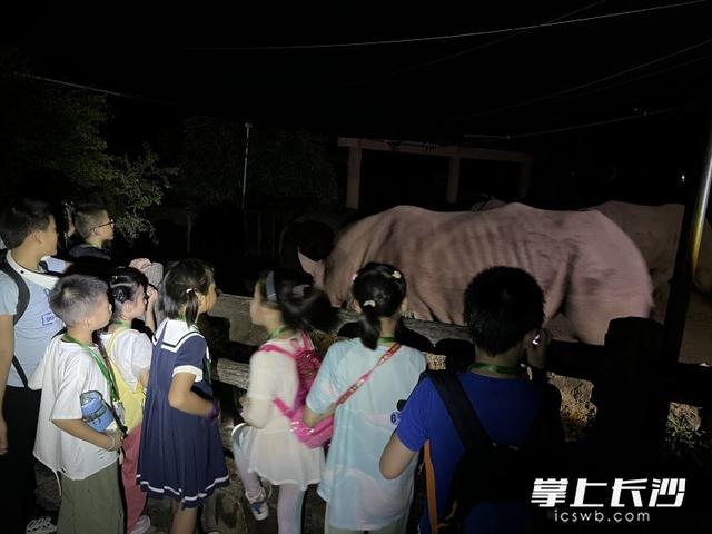 夜长沙的N种打开方式，你爱哪一种？