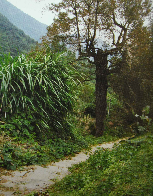 福建暖冬，又是一年好“枫”景