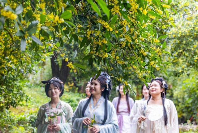 咸宁桂花盛放 全城浸在香甜里