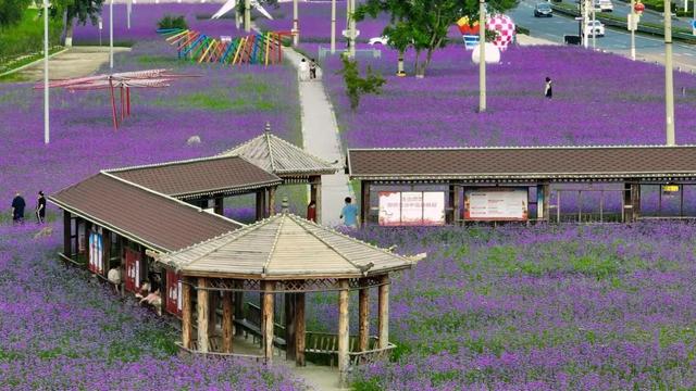 东辽县“口袋公园”：这么近，那么美，紫色花海点亮居民微幸福