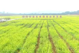 广西多地油菜花开放，一起去邂逅春日浪漫吧图片