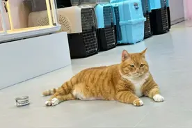 全国首家！广州白云机场宠物航站楼来了，网友：期待已久图片