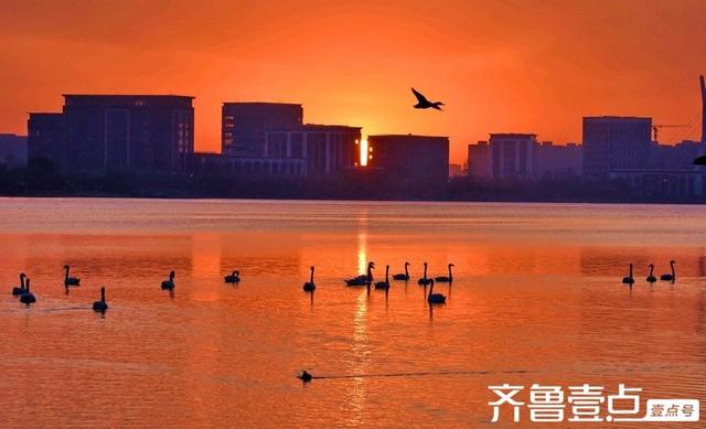 北龙湖湿地公园天鹅遇上橘色朝霞