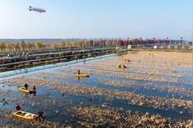 特写：在冬日稻田捕起鲜活小龙虾图片