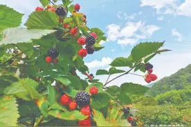 庆元五大堡乡树莓产业打造乡村振兴“新引擎”图片