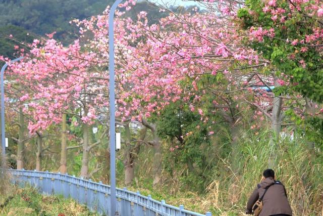 视觉增城｜粉黛碧道！邂逅增城冬日的浪漫