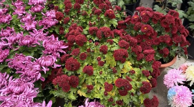 2025保康秋游季，邀您共赏山色如画