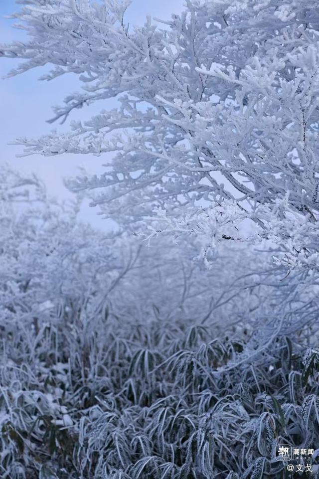 晚潮｜桐杭岗今冬第一场大雪