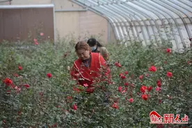 月季园里的幸福事图片