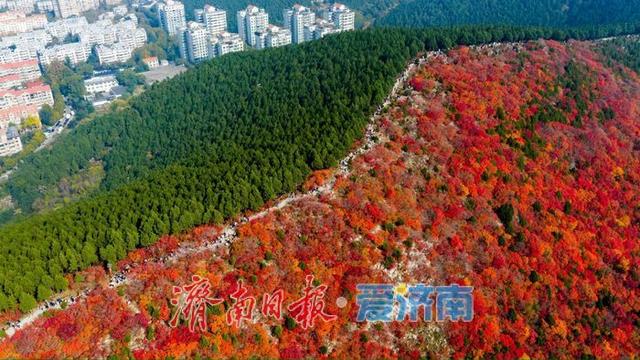 一年四季 泉在济南丨蝎子山：半山红翠绘秋章