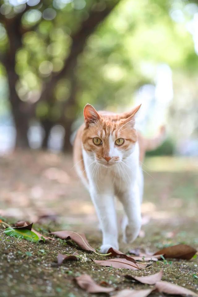 最好的秋天，在华师！
