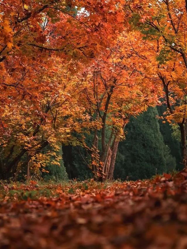 听劝，冬天在洛阳，就要这么玩！