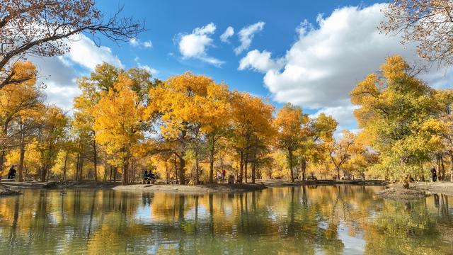 金色胡杨 装点大地