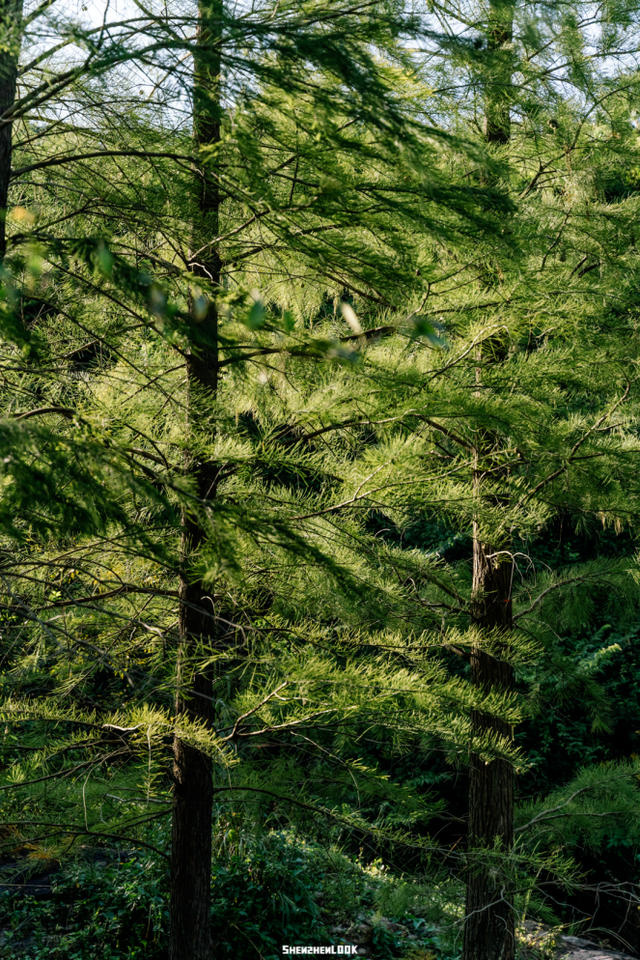 山的那边真的是海吗？为了探求真相，我决定周末就出发……