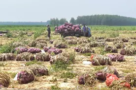 锦州凌海：特色果蔬种植成乡村振兴“甜蜜密码”图片