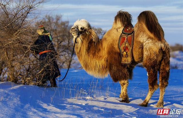 跟着网友游内蒙古丨雪线之上，生活如歌