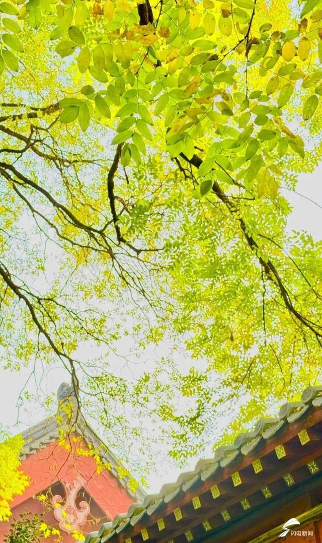 组图丨岱庙初冬美如诗 银杏书写“暖冬情书”